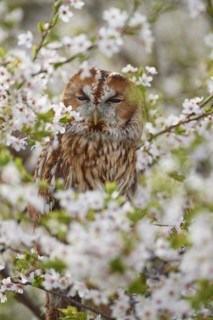 Tawny owl