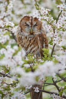 Tawny owl
