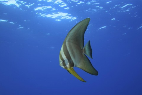 Juvenile roundhead batfish