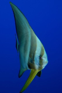 Juvenile orbicular batfish