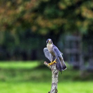 Peregrine falcon