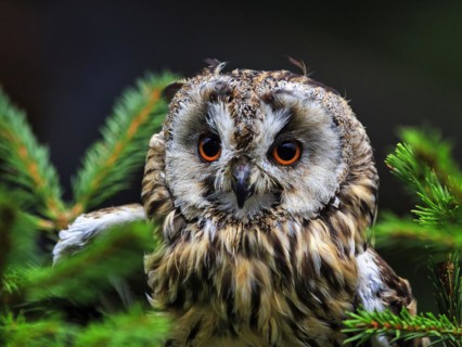 Long-eared owl