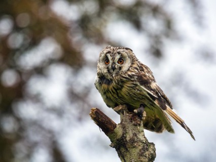 Long-eared owl