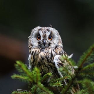 Long-eared owl