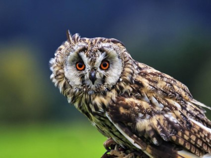 Long-eared owl