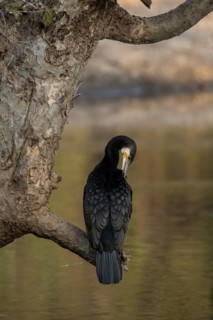 Great cormorant
