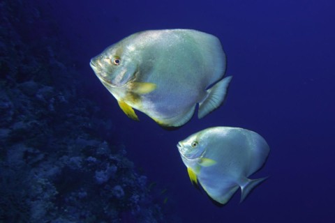 Two roundhead batfish