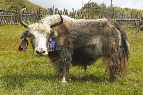 Yak