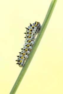 Swallowtail