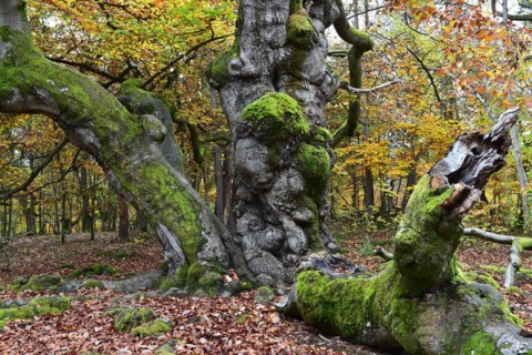 Old beech