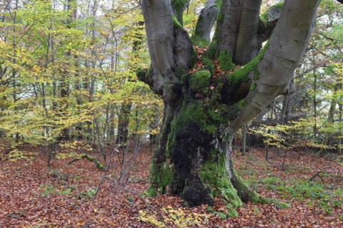 Old beech