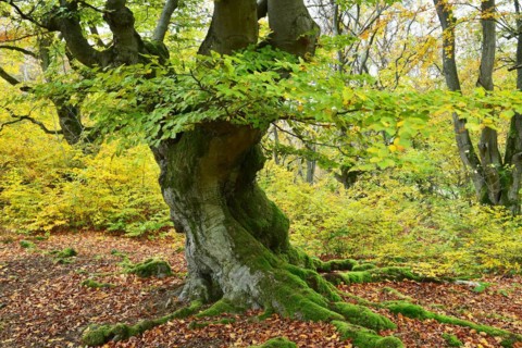 Old beech