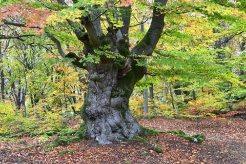 Old beech