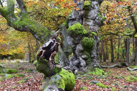 Old beech