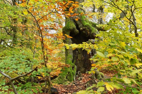 Old beech