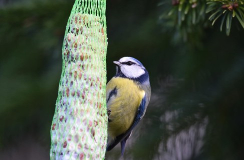 Blue tit