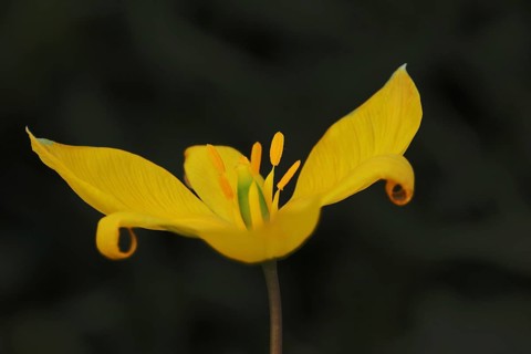 Wild tulip