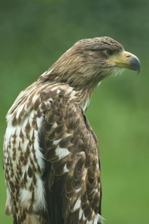 Gyrfalcon