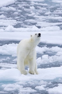 Lone polar bear