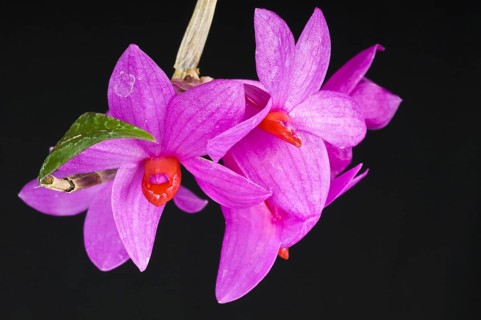 Dendrobium sulawesiense