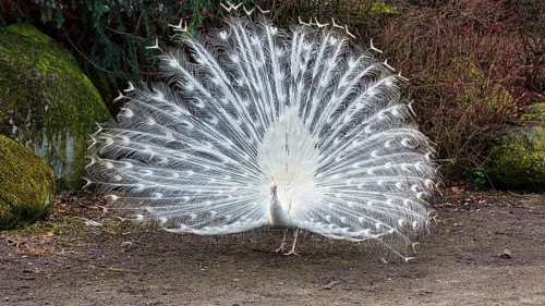 White indian peafowl