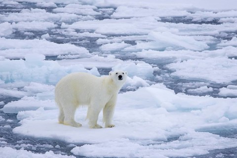 Lone polar bear