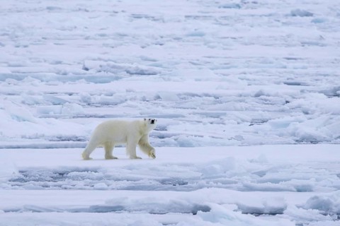 Lone polar bear