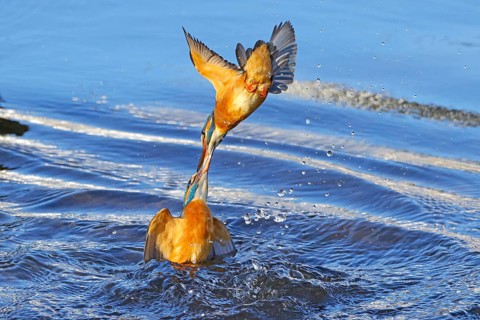 Two common kingfishers