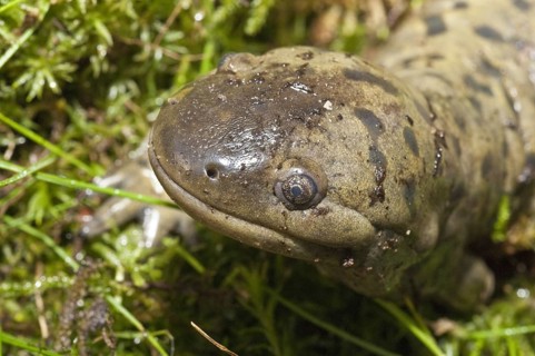Tiger salamander