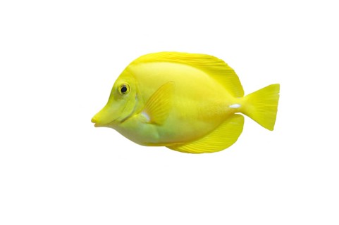 Yellow tang