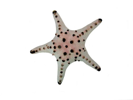 Chocolate chip starfish