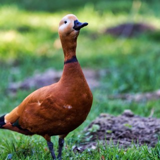 Ruddy Shelduck