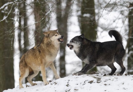 Algonquin wolf
