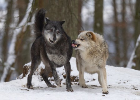 Algonquin wolf