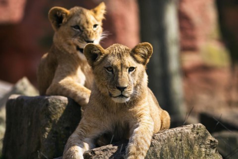 Lion