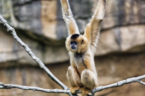Crested gibbon