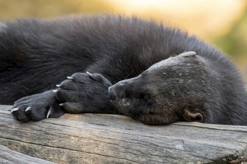 Wolverine
