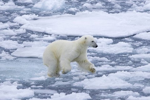 Hunting polar bear
