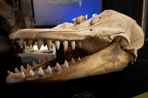 Skull