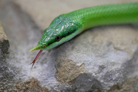 Rhinoceros ratsnake