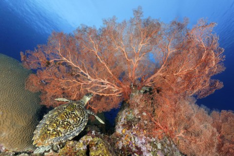 Hawksbill sea turtle
