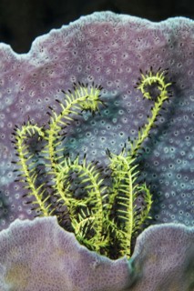 Feather star