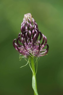 Black rampion