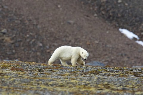 Lone Polar bear