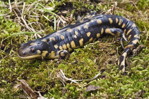 Tiger salamander