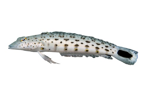 Tail-spotted sand perch