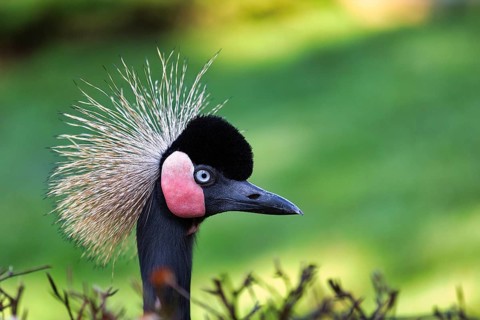 Black Crowned Crane