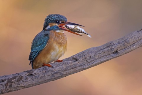 Common kingfisher