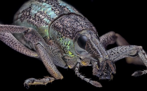 Weevil