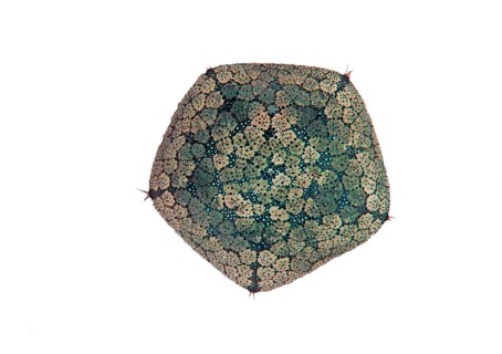 Large spiny cushion star